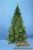 Ель Сибирская 2,7 м.