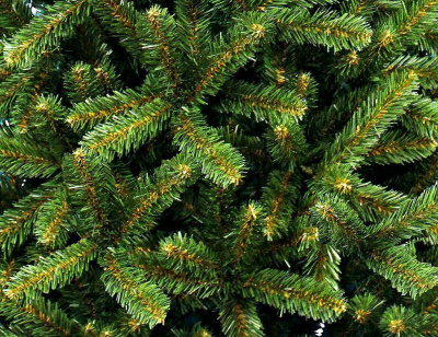 Ель "Звездная" 1,8 м.